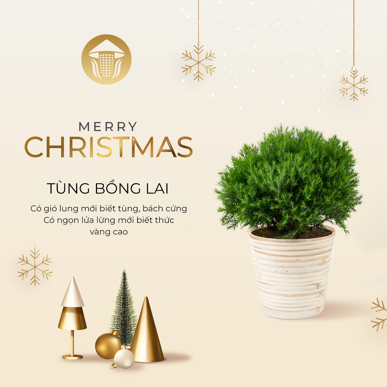 Cây Tùng Bồng Lai